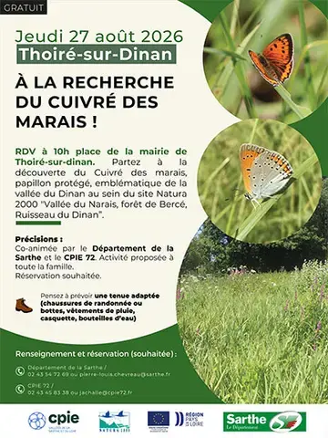À la recherche du cuivré des Marais !