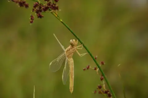 Fête de la nature : découverte de l’aérodrome