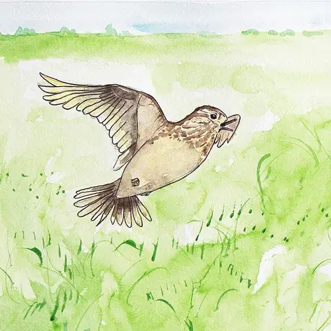 Le chant des oiseaux : ce qu’ils se disent vraiment