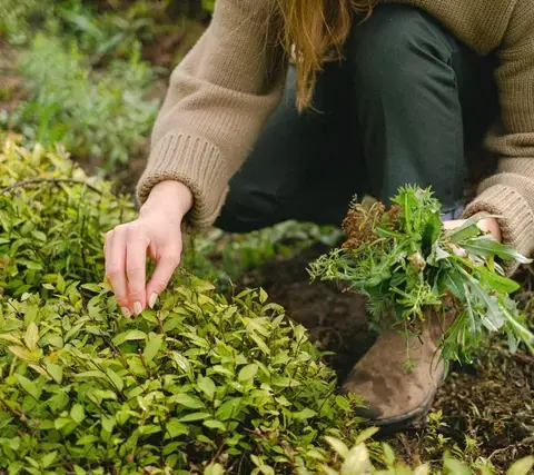 Balade Plantes comestibles