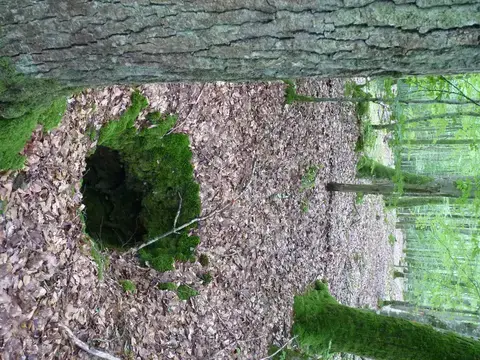 Balade nature "Histoire d'une forêt à travers ses paysages"