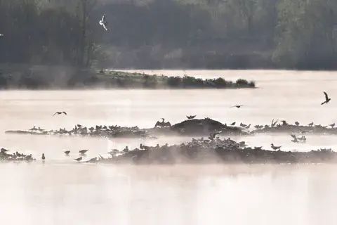 Découverte des oiseaux d'eau