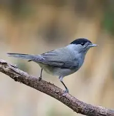 Découverte des oiseaux et de leur chant