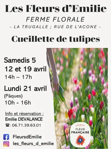 Cueillette de tulipes