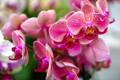 Sortie Orchidées