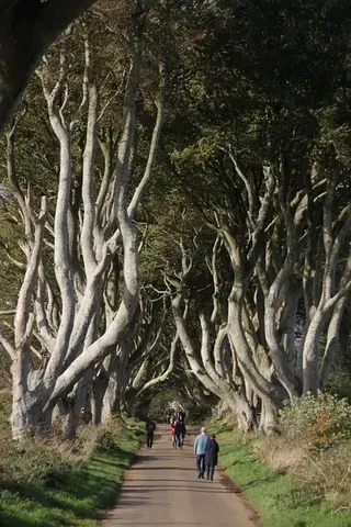 La richesse des haies au printemps