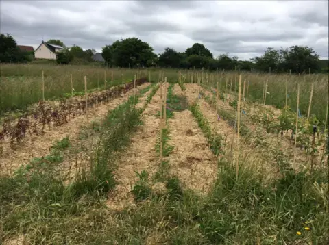 VISITES GUIDÉES DE LA PÉPINIÈRE AUX FRUITIERS GÉNÉREUX