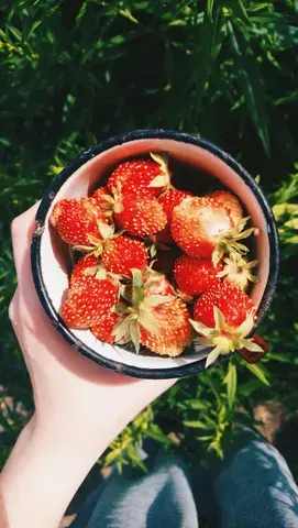 Le jardin nourricier urbain (test)