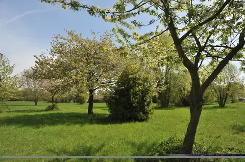 Taille des fruitiers