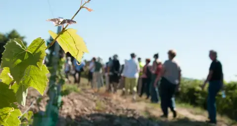Vignoble et cave : visite guidée par un.e vigneron.ne alliant la nature et technique : Balade dans les vignes de la Vallée du Loir, visite du domaine, du chai e