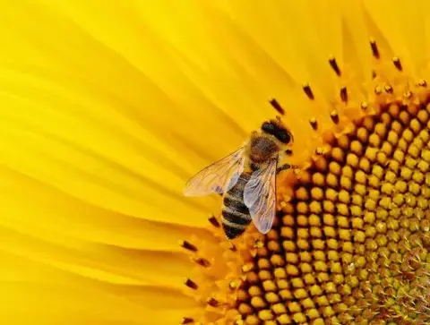 Fête de l'Abeille et de l'ESpace