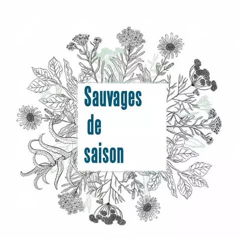 SORTIE DÉCOUVERTE DES PLANTES SAUVAGES COMESTIBLES