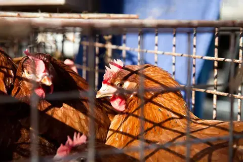 Marché mardi matin à Loué