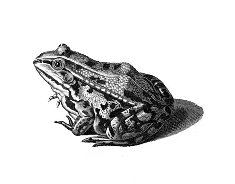 LE ROI GRENOUILLE