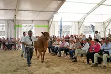 La race limousine au premier rang à la Foire du Mans 