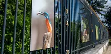 Expo-photo-martin-pecheur