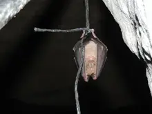 Venez découvrir les chauves-souris lors d'une animation gratuite !