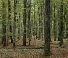 La forêt de Vibraye