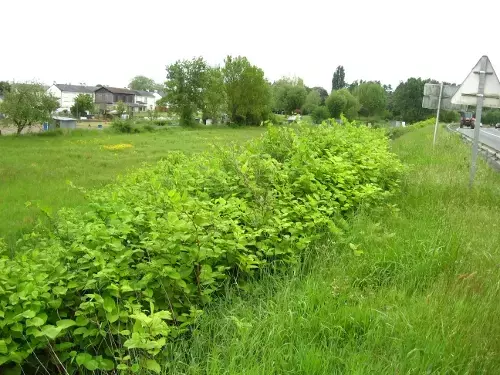 Tâche de Renouée du Japon sur le bord d’une route départementale