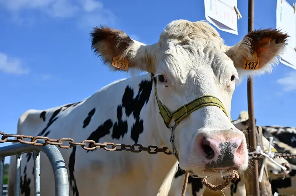 vache sur un comice sarthois